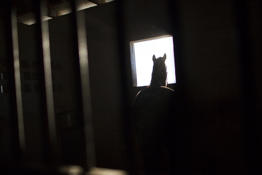 Coach Colt looks out the window of his pen at McNutt Farm on November 8, 2013. TKNAME was originally seized when USDA and SPCA officials executed a search and seizure warrant on Larry Wheelon's stable this April. (Photo: Adam McCauley)