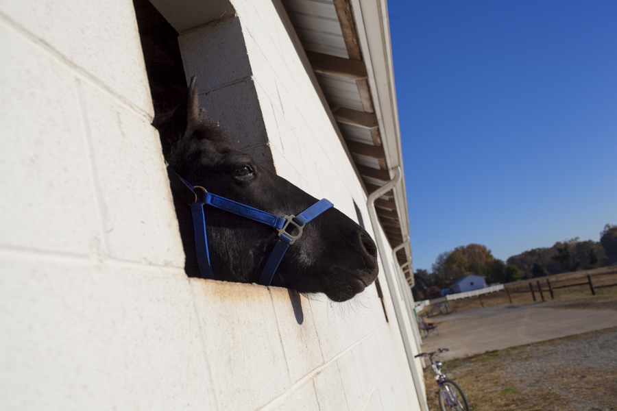 Shades of Cash, one of the 19 horses seized from Larry Wheelon's stables last spring, looks out of the only window in his pen at McNutt Farm on November 8, 2013. (Photo: Adam McCauley)