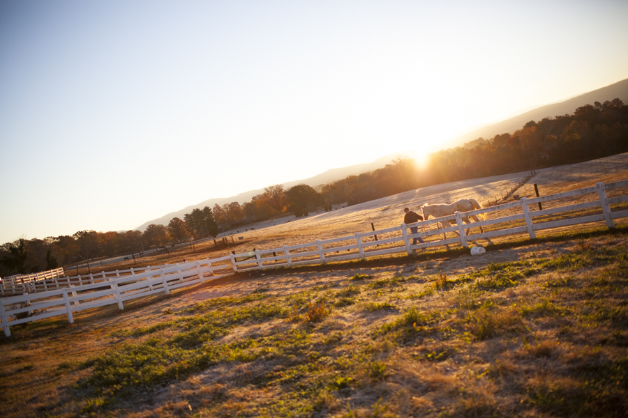 Postmortem: Abuse in Tennessee Walking Horse&nbsp;community